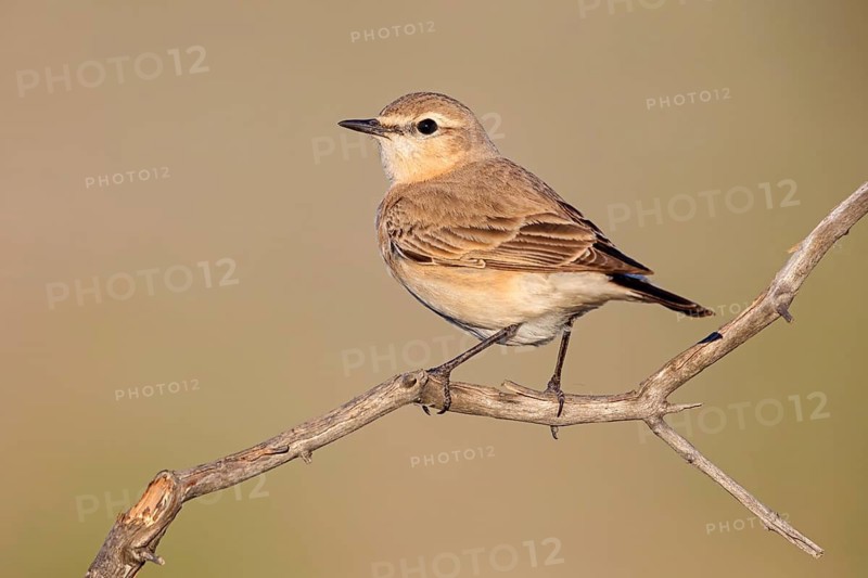 Isabelline Wheatear, (Oenanthe isabellina), biotope, habitat, foraging, animals, birds, songbird, flycatcher family Salalah, Al Mughsyal, Muscat, Oman