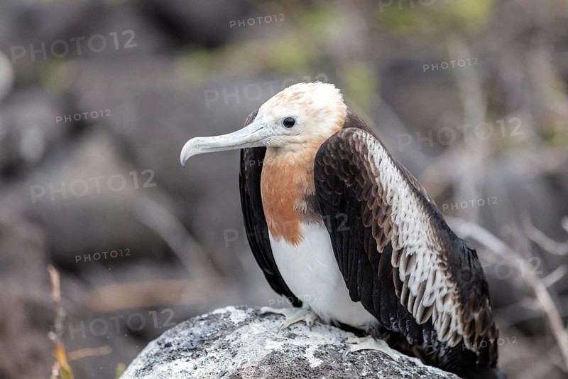 Frigatebirds (Fregatidae), Galapagos, Ecuador