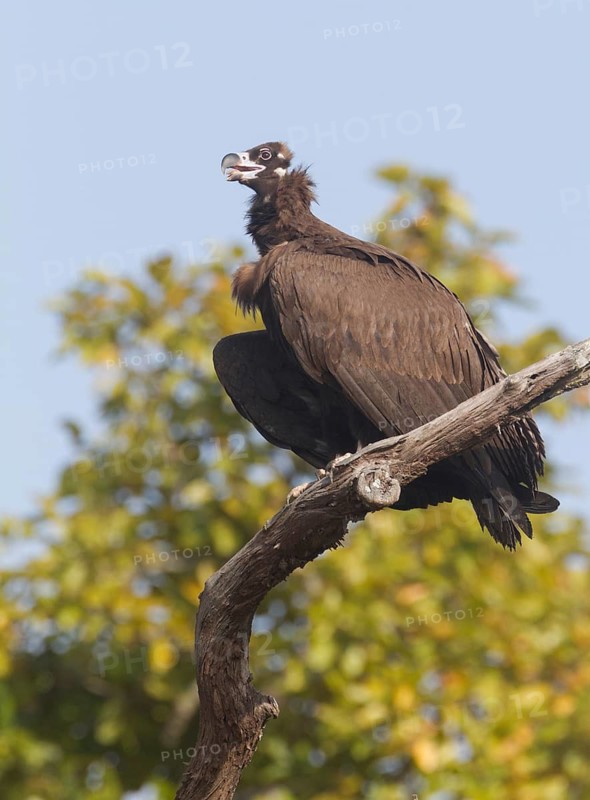 Cinereous Vulture (Aegypius monachus), Uttarakhand, India