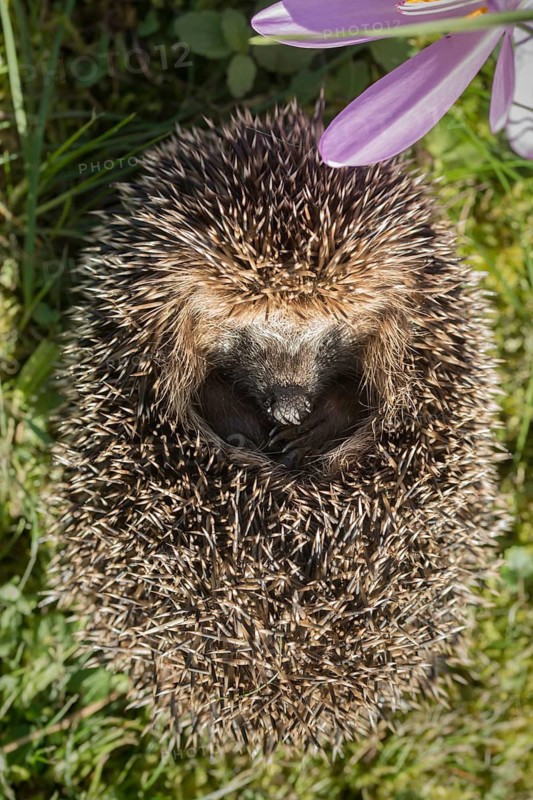 Erinaceus europaeus, hedgehog, insectivora, insectivora, insectivora, adolescent, juvenile, mammals, prickly, mammals, defensive