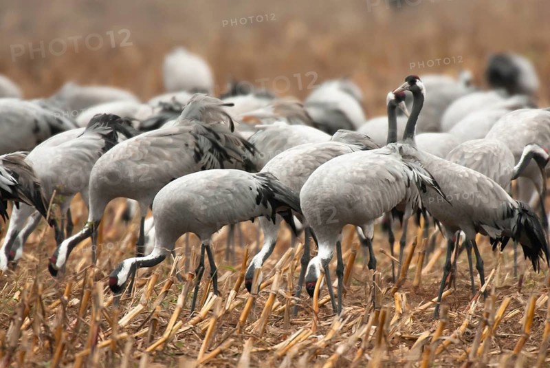 Crane (Grus grus) Troop of cranes on harvested maize field, autumnal crane migration, Mecklenburg-Western Pomerania, Germany