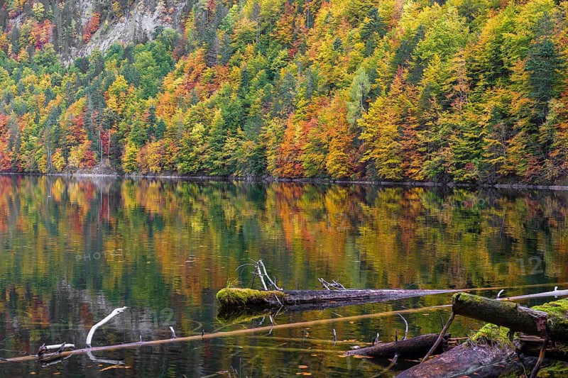 Lake Toplitz, forest in full autumn colors, Austria