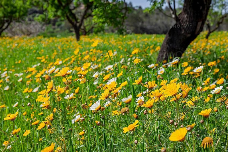 Flower meadow with crown-leaved glebion (Glebionis coronaria) and almond trees (Prunus dulcis), Majorca, Balearic Islands, Spain