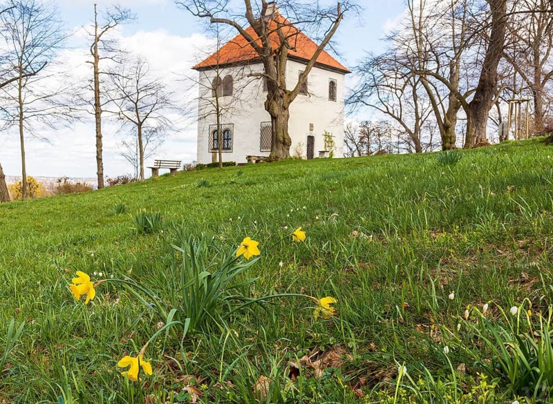 Daffodils (Narcissus) in bloom at the Totenhäusel, vantage point above the Elbe valley near Meissen, Saxony, Germany