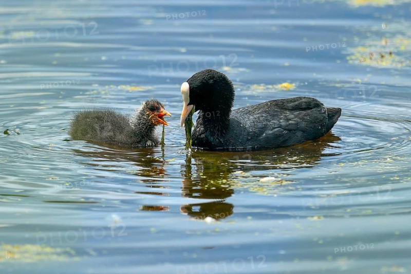Eurasian Coot feeding noisy chick in blue water, Coot, (Fulicia atra), wildlife, Germany