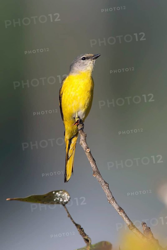 Long-tailed Minivet (Pericrocotus ethologus) female, Thailand