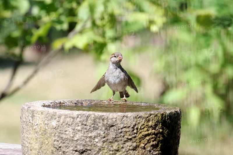 House Sparrow (Passer domesticus), female, bird bath, summer, amusing