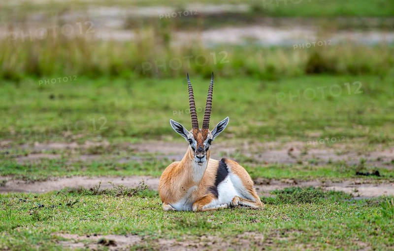Serengeti Thomson's Gazelle (Eudorcas nasalis) sitting, Serengeti National Park, Tanzania
