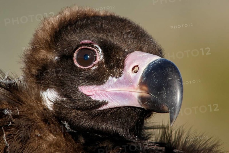 Cinereous Vulture (Aegypius monachus) portrait, Castile and Leon, Spain