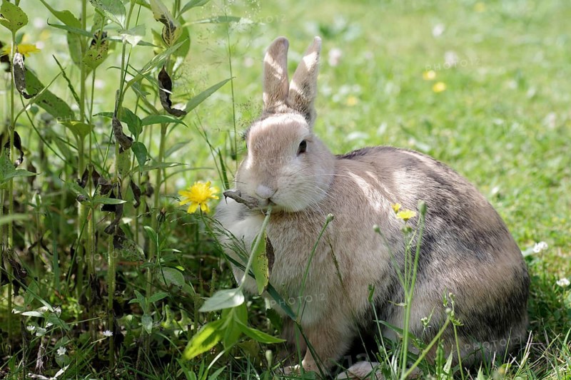 Domestic rabbit (Oryctolagus cuniculus forma domestica), plant, eating, An adult rabbit sits in the garden and eats Jerusalem artichoke