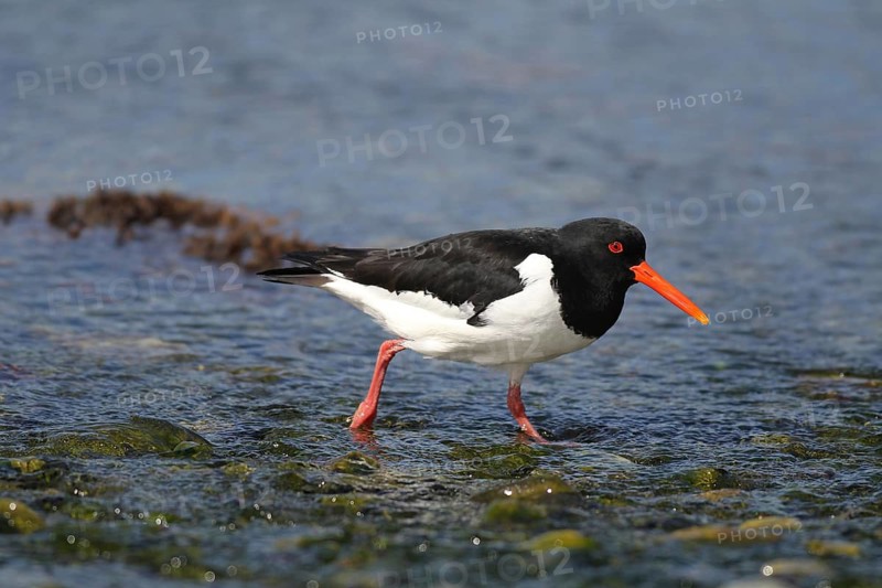 Oystercatcher (Haematopus ostralegus) foraging on the riverbank, Lapland, Norway, Scandinavia, Lapland, Norway
