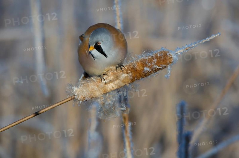 Bearded Reedling (Panurus biarmicus) male feeding on cattail seed, Thuringia, Germany