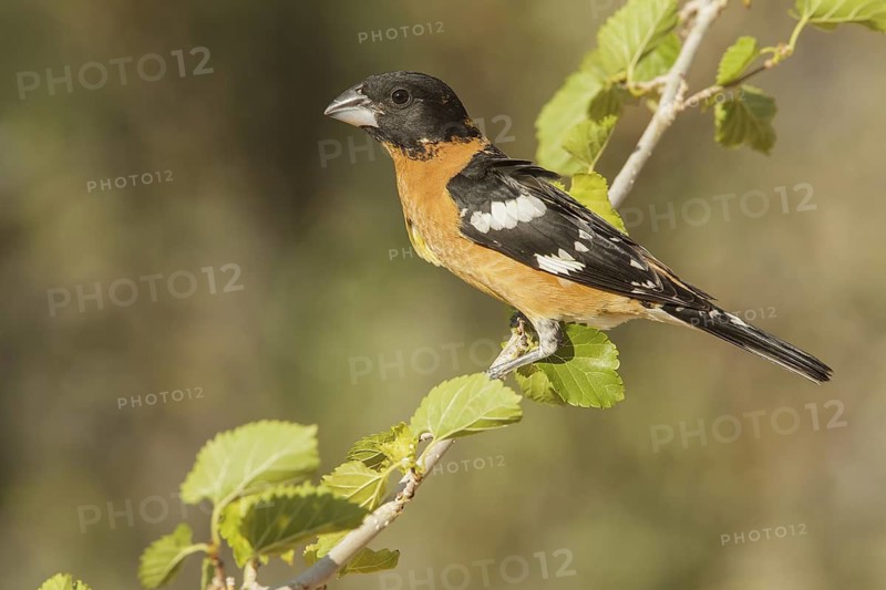 Black-headed Grosbeak (Pheucticus melanocephalus) male, California, USA