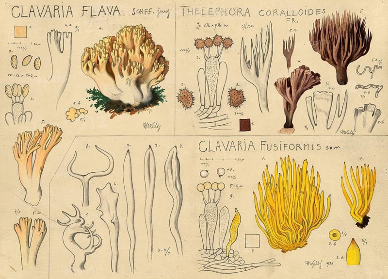 Mushroom, Mushrooms, Yellow coral, Lemon yellow coral, Sulphur yellow coral, Yellow coral mushroom, Grape coral mushroom, Grape goat's beard, Yellow goat's beard, Ramaria flava, syn, Clavaria botrys, Corallium flavum, authentic reproduction of an illustration by Hans Walty (1868-1948) from about 1915, historical