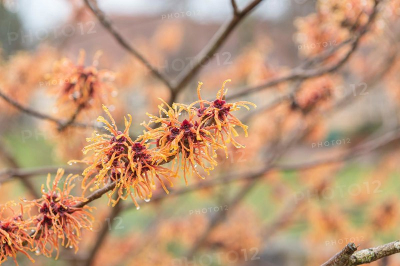 Hybrid witch hazel (Hamamelis × intermedia 'Jelena'), Cambridge Botanical Garden, Germany