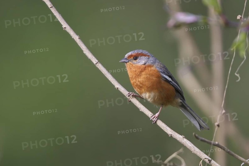 Rusty-browed Warbling-Finch (Poospiza erythrophrys) perched on a branch in Bolivia, South America