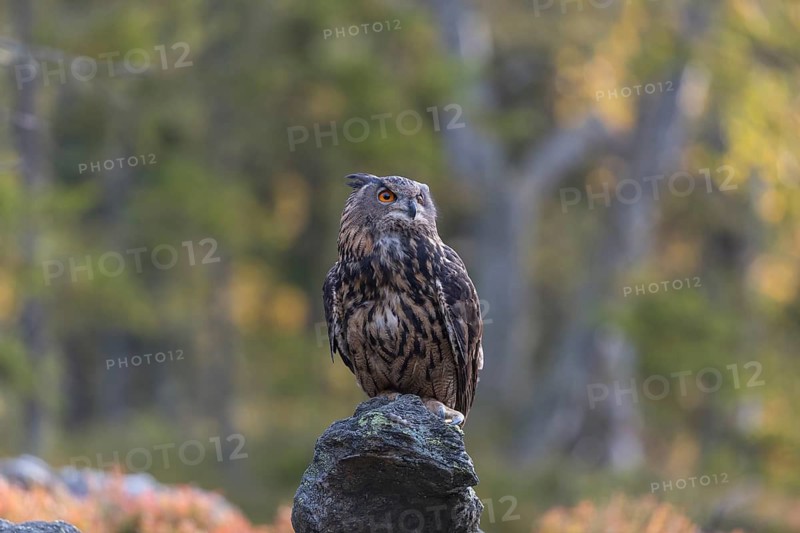 One Eurasian Eagle Owl, Bubo bubo, sitting on grey rocks, a green forest in the background. Early morning light