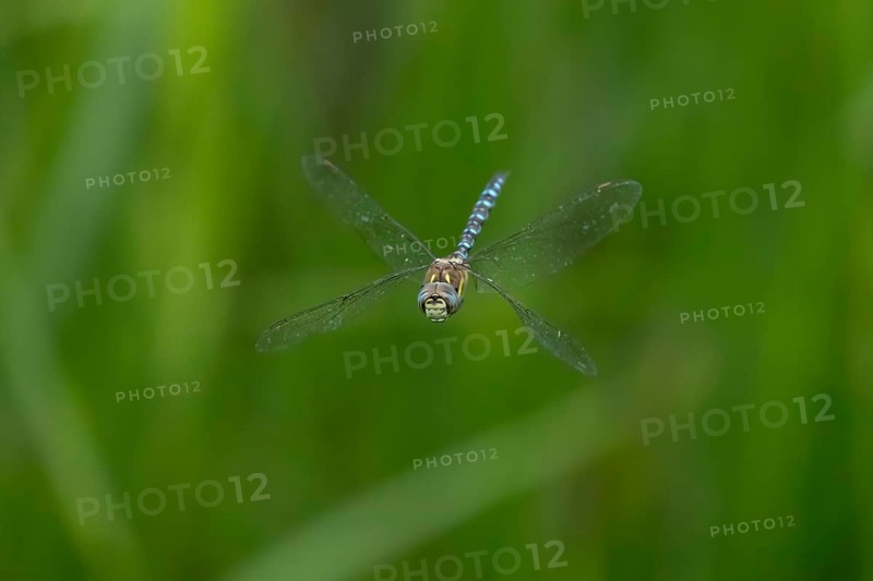 Migrant hawker dragonfly (Aeshna mixta) adult insect in flight in summer, England, United Kingdom