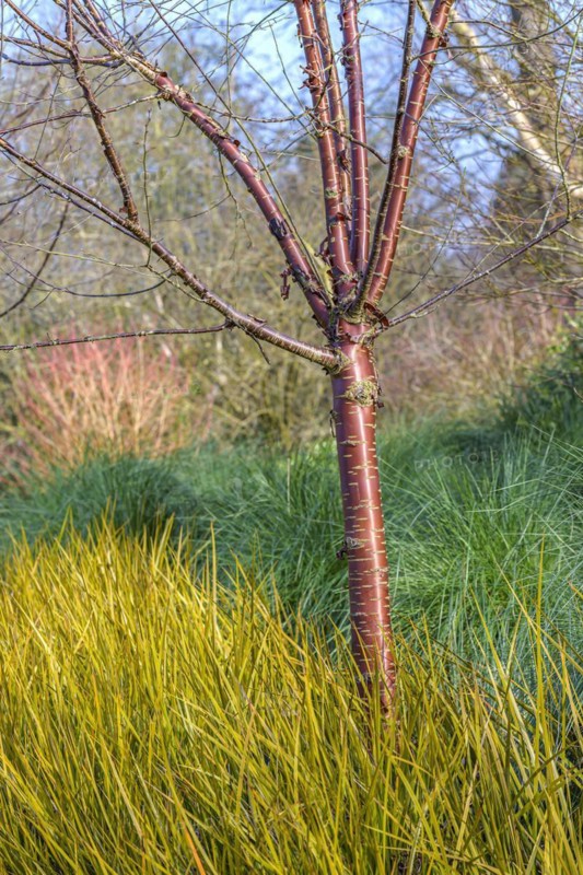 Mahogany cherry (Prunus serrula), New Zealand iris (Libertia peregrinans), Anchers Havecentre, Romsey, England, Great Britain