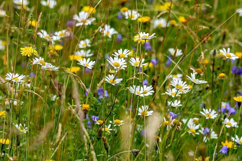 Flowering daisies (Leucanthemum), colourful flowers, grasses and insects in a wild, natural flower meadow, Germany