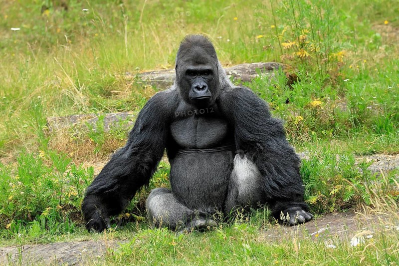 Western gorilla (Gorilla gorilla), adult, male, silverback, sitting on the ground