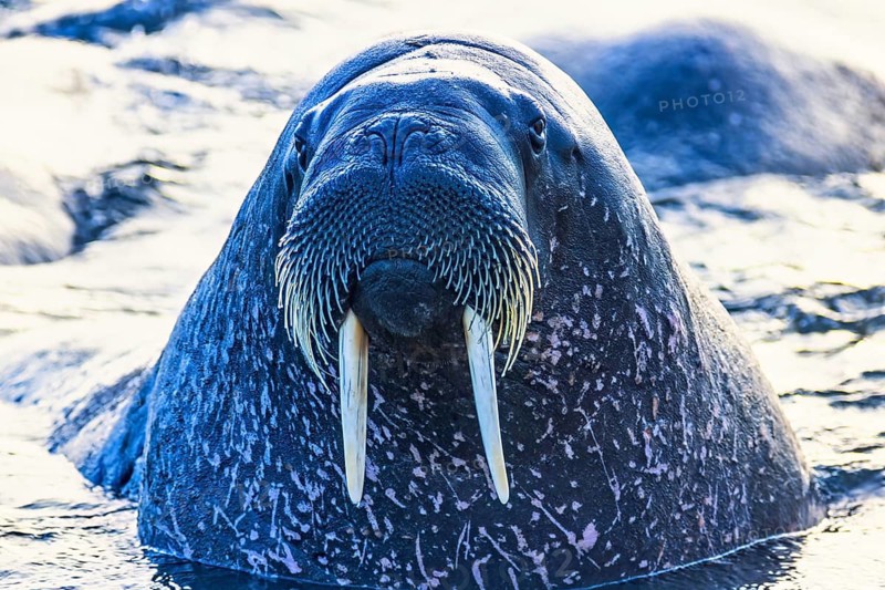 Close up at Walrus (Odobenus rosmarus) head in the sea with tusks and whiskers in arctic, Svalbard, Norway