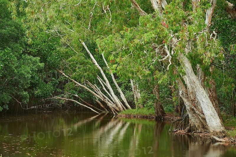 Landscape the rainforest on Clifton Beach in spring, Queensland Australia