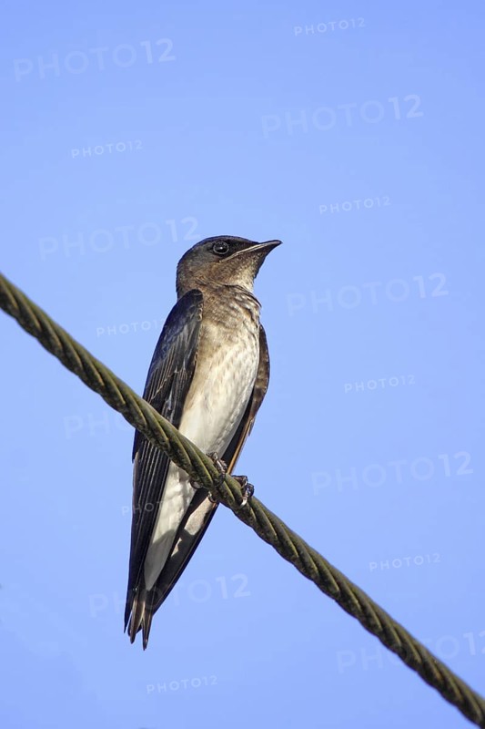 Gray-breasted Martin Progne chalybea chalybea Gulfito, Costa Rica 6 November Adult Hirundinidae