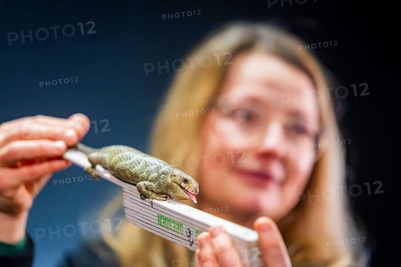 Animal inventory at Dresden Zoo At the turn of the year, all of the zoo's animal inhabitants are scrutinised and subjected to the obligatory count to determine the exact animal population as of 31 December. Measuring the young wry-tailed skinks, which were easily measured by Annekatrin Klepsch, Chairwoman of the Supervisory Board of Dresden Zoo, with the help of zookeeper Michael Scheffert and a folding rule, Dresden, Saxony, Germany