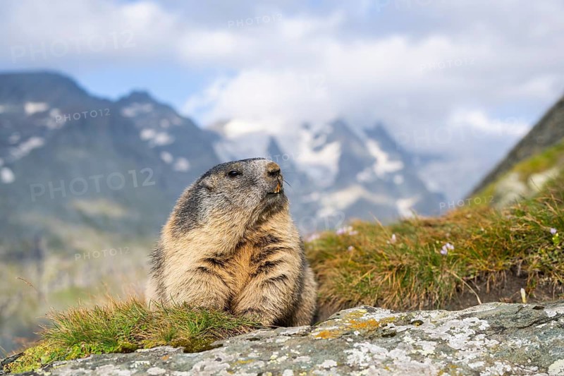 Alpine marmot (Marmota marmota) in autumn, Grossglockner, High Tauern National Park, Austria