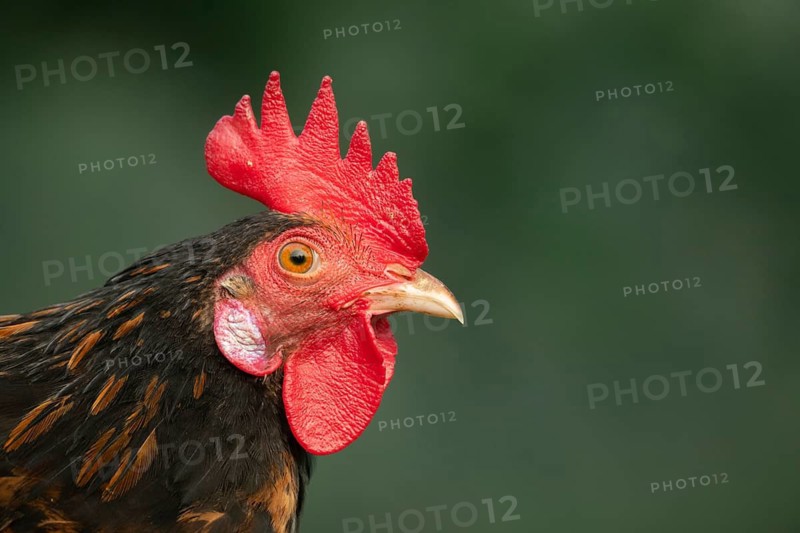 Close-up of a rooster (Gallus gallus) against a green background, Gazipur, Bangladesh