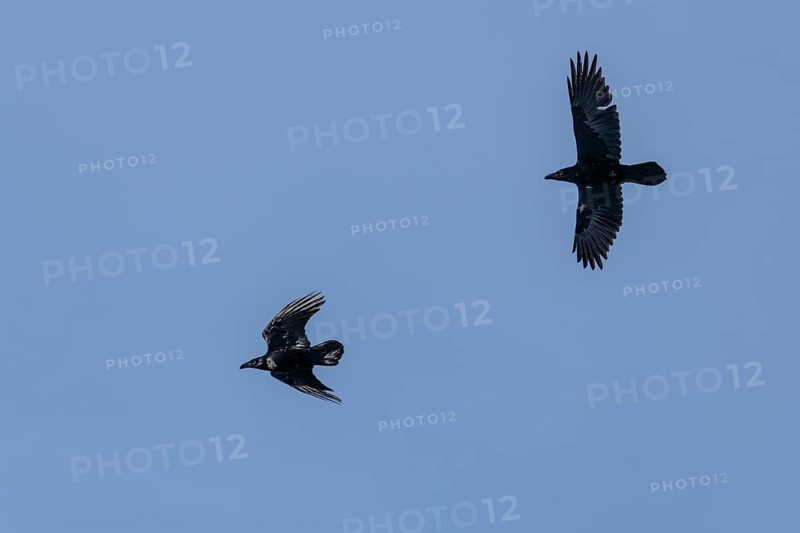 Two common ravens (Corvus corax) fly against a bright blue sky. Austria