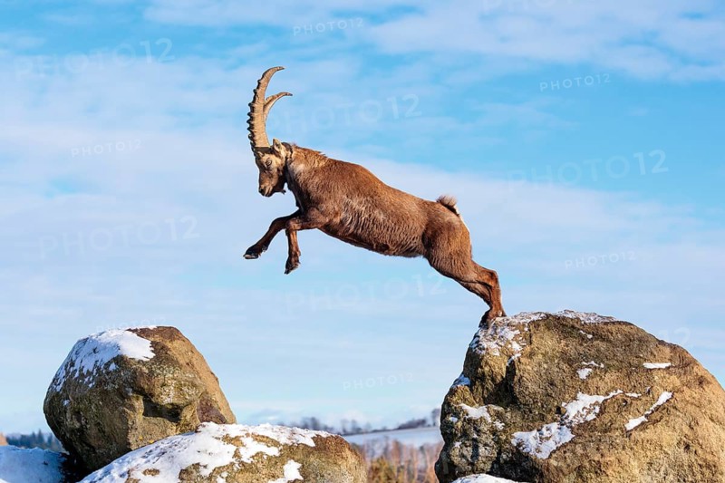 A male ibex (Capra ibex) jumps from rock to rock. Morning light against a blue sky with clouds. Carinthia, Austria