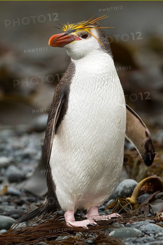 Royal Penguin (Eudyptes schlegeli), Macquarie Island, Australia
