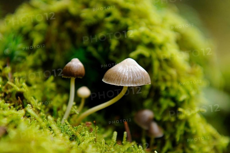 Close-ups of mushrooms emerging from dense green moss in the forest and creating a tranquil atmosphere, pointed cone mushroom (Psilocybe semilanceata), Bavaria