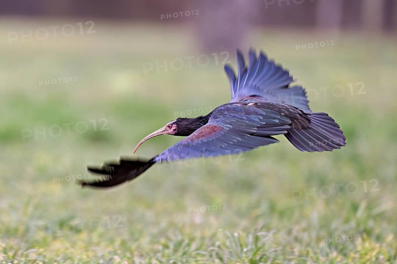 Northern Bald Ibis (Geronticus eremita), on take-off, Canton Zug, Switzerland