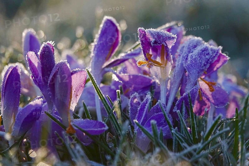 Crocus flower with hoarfrost, winter, Germany