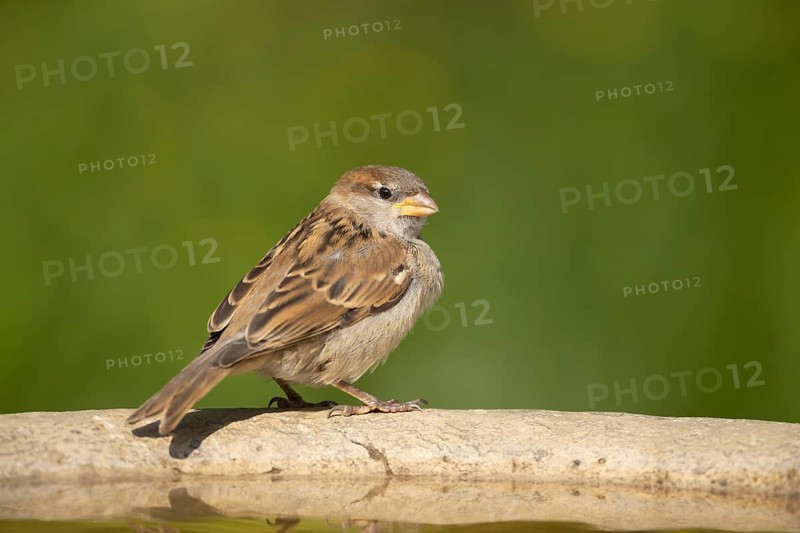 House sparrow (Passer domesticus) adult female bird on a garden bird bath in summer, England, United Kingdom