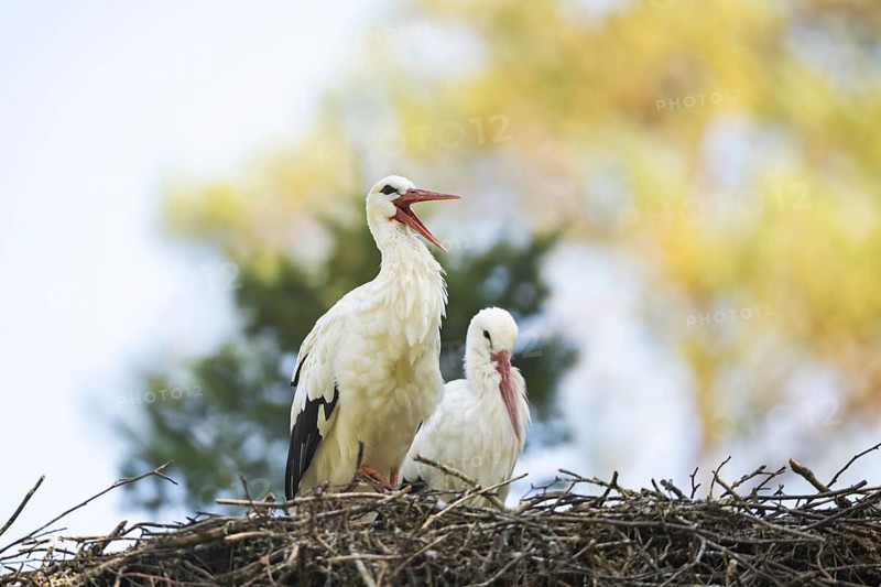 White stork (Ciconia ciconia) pair nesting on a nest in a forest, Hesse, Germany