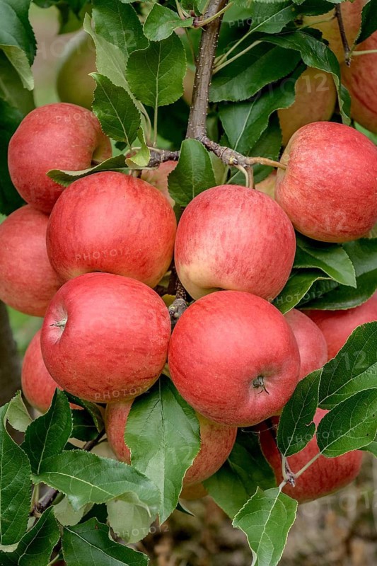 Apple (Malus domestica ROYAL GALA),  Germany