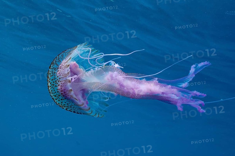 A luminous jellyfish (Pelagia noctiluca) with long, flowing tentacles floats intoxicatingly in the blue water, dive site Cap de Creus Marine Reserve, Rosas, Costa Brava, Spain, Mediterranean Sea