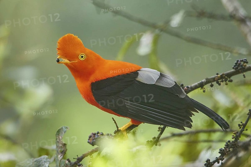 Andean Cock-of-the-rock (Rupicola peruvianus) perched on a branch, Ecuador