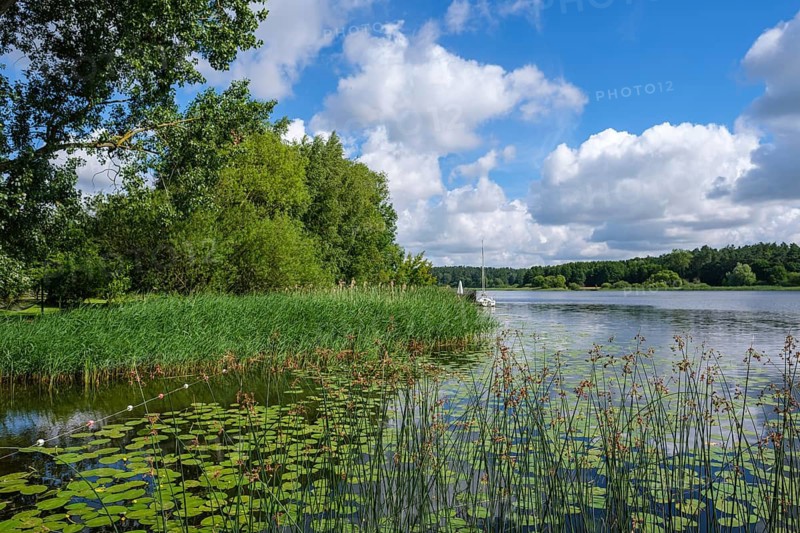 Shore area of a lake with water lilies and reeds under a blue sky, Nakenstorf, Neuklostersee, Mecklenburg-Vorpommern, Germany
