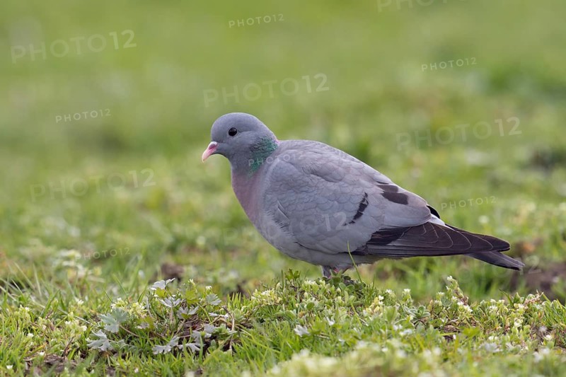 Stock Dove (Columba oenas) on field, North Rhine-Westphalia, Germany