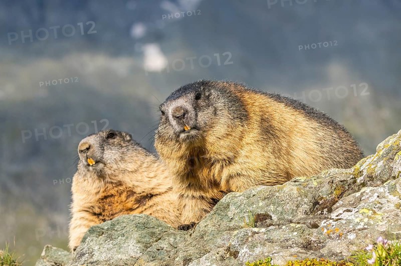 Alpine marmot (Marmota marmota) in autumn, Grossglockner, High Tauern National Park, Austria