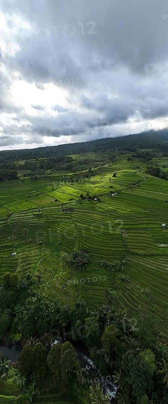Aerial view panorama of Tegallalang rice terraces, Bali, Indonesia