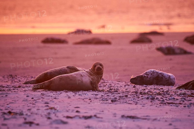 Grey seal (Halichoerus grypus) lying on the beach at sunset, Düne, Helgoland, Schleswig-Holstein, Germany