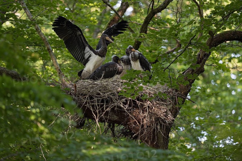 Black Stork (Ciconia nigra) juveniles in nest, North Rhine-Westphalia, Germany