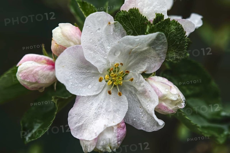 Close-up of an apple blossom (Malus flos) with pink accents and water droplets on wet petals, Siegen