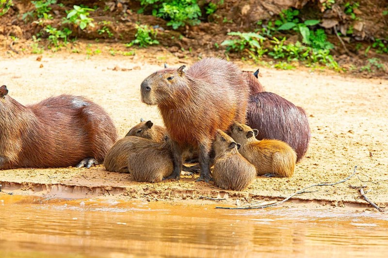 Capybara (Hydrochaeris hydrochaeris) Pantanal Brazil